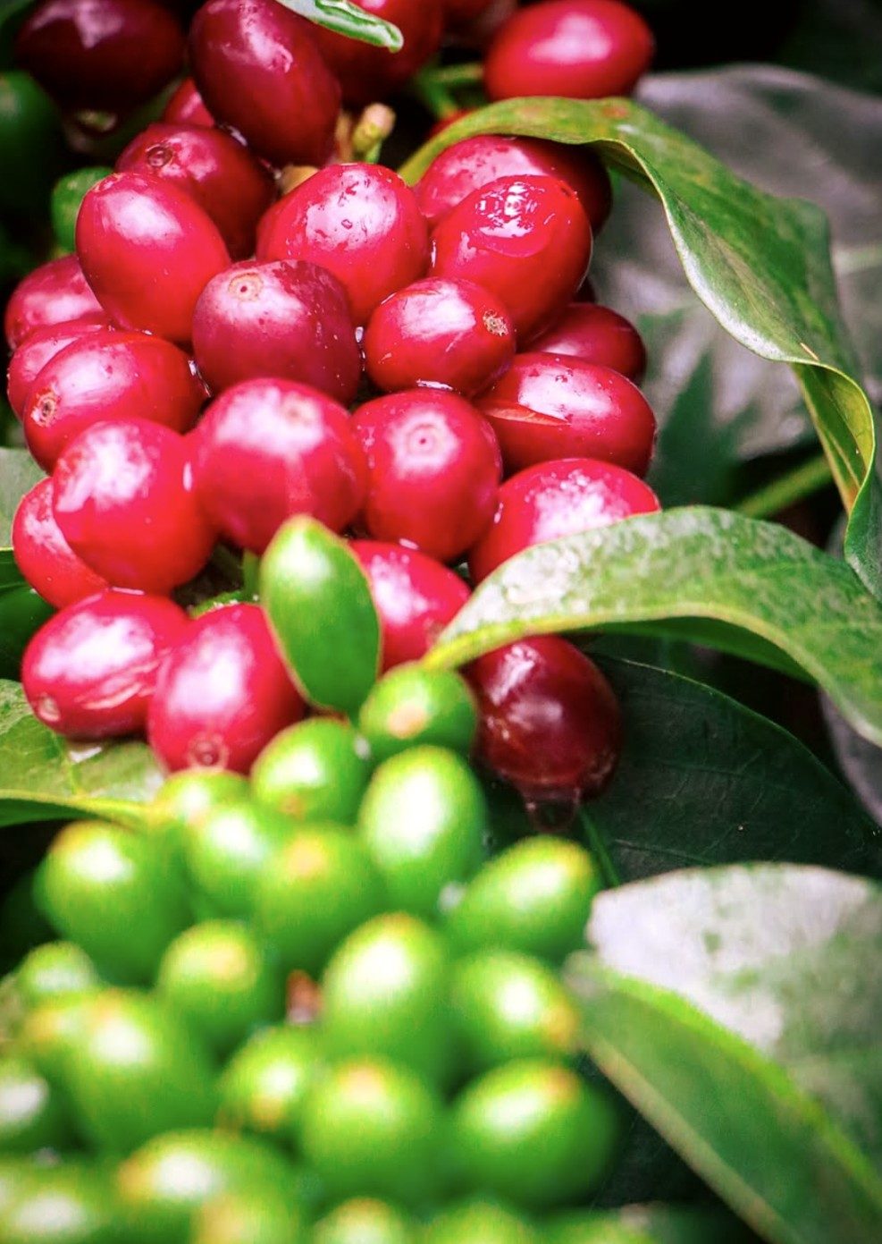 Cerezas rojas y verdes en la rama del cafeto