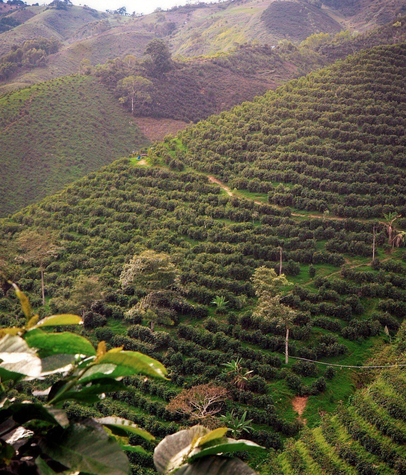 Ladera cafetera en surcos de la Finca Las Flores