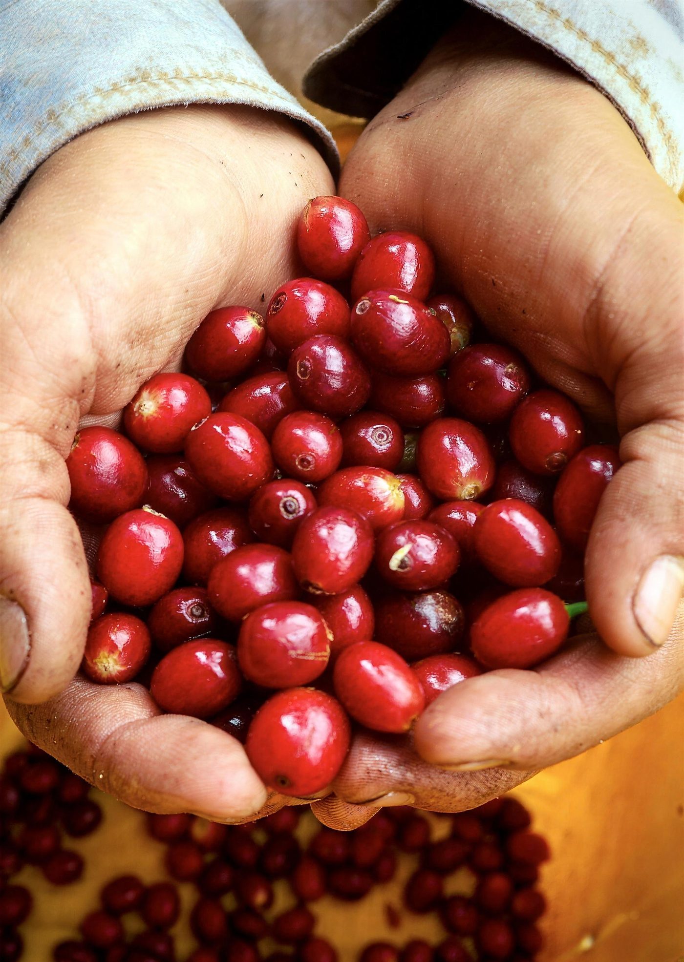 Manos de recolector llenas de cerezas rojas de café