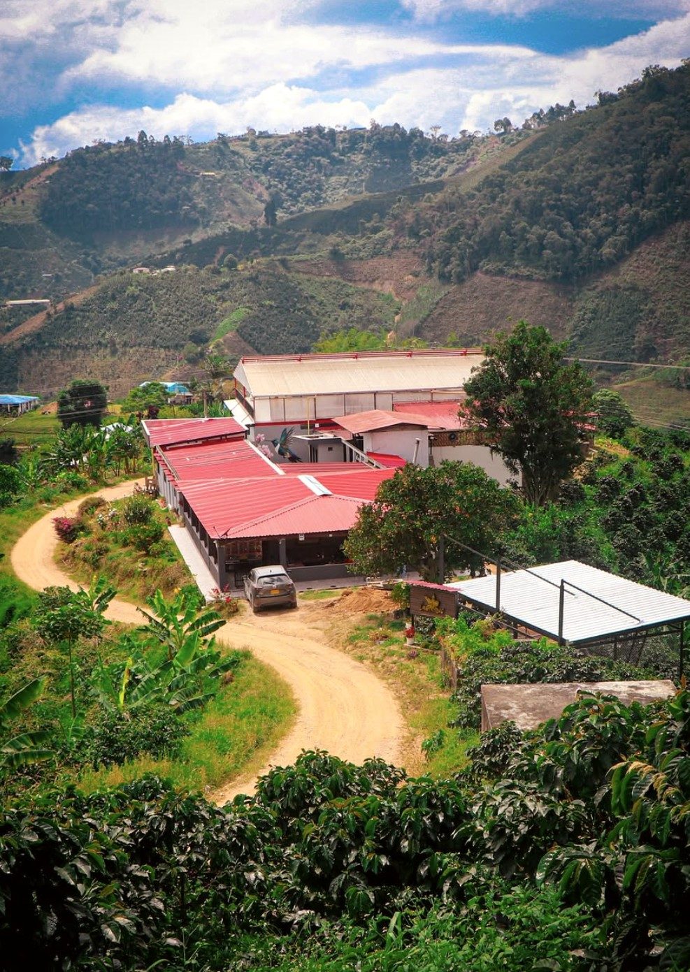 Panorámica de la finca y el beneficiadero entre cafetales