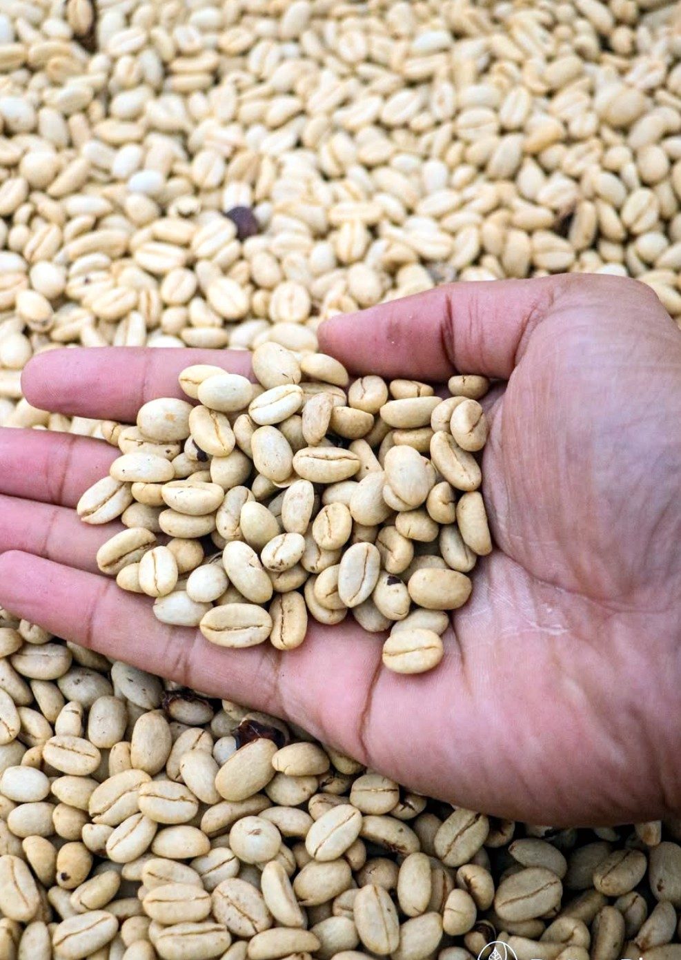 Mano con café pergamino seco