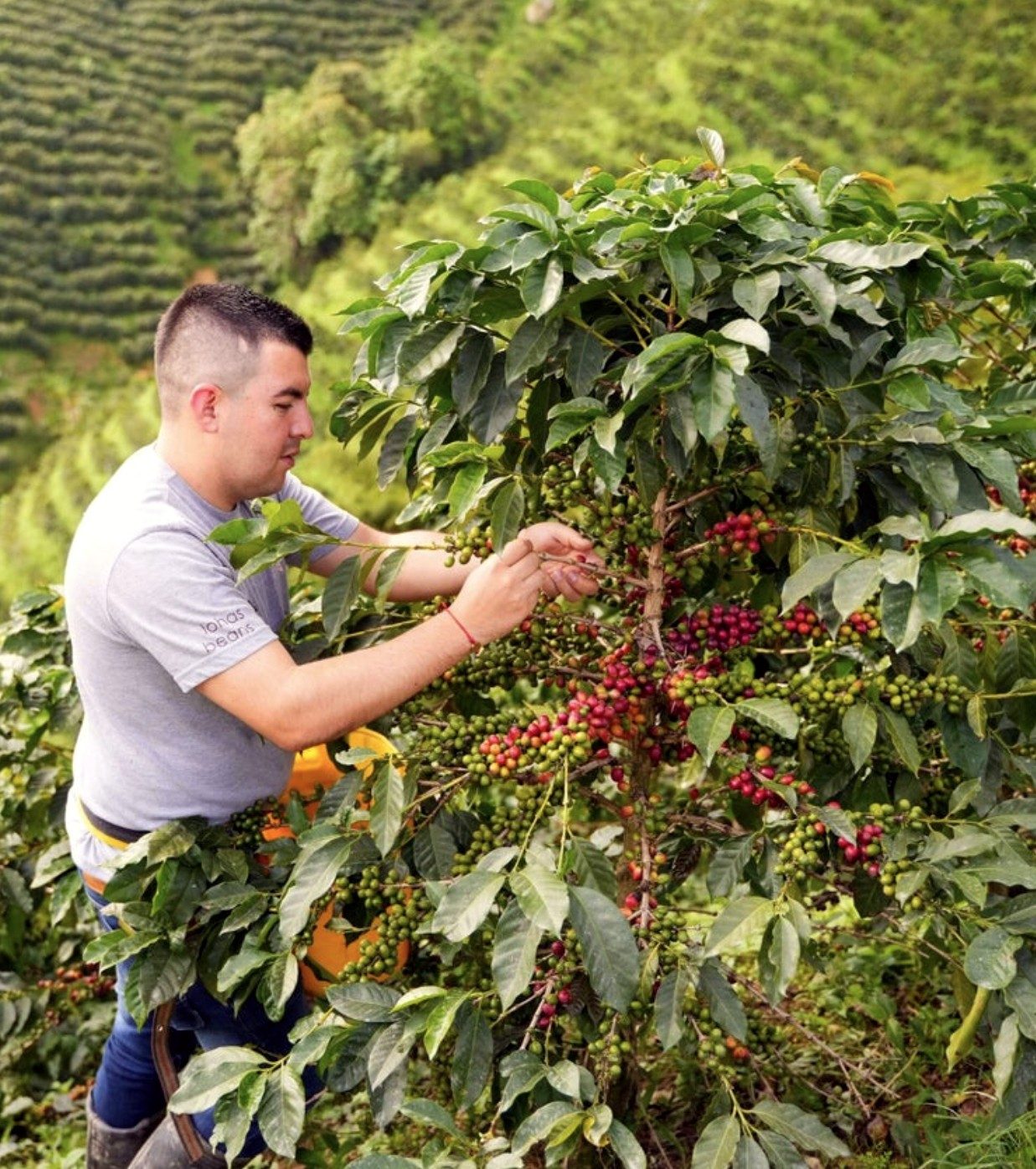 Recolector cogiendo cereza madura en el cafetal